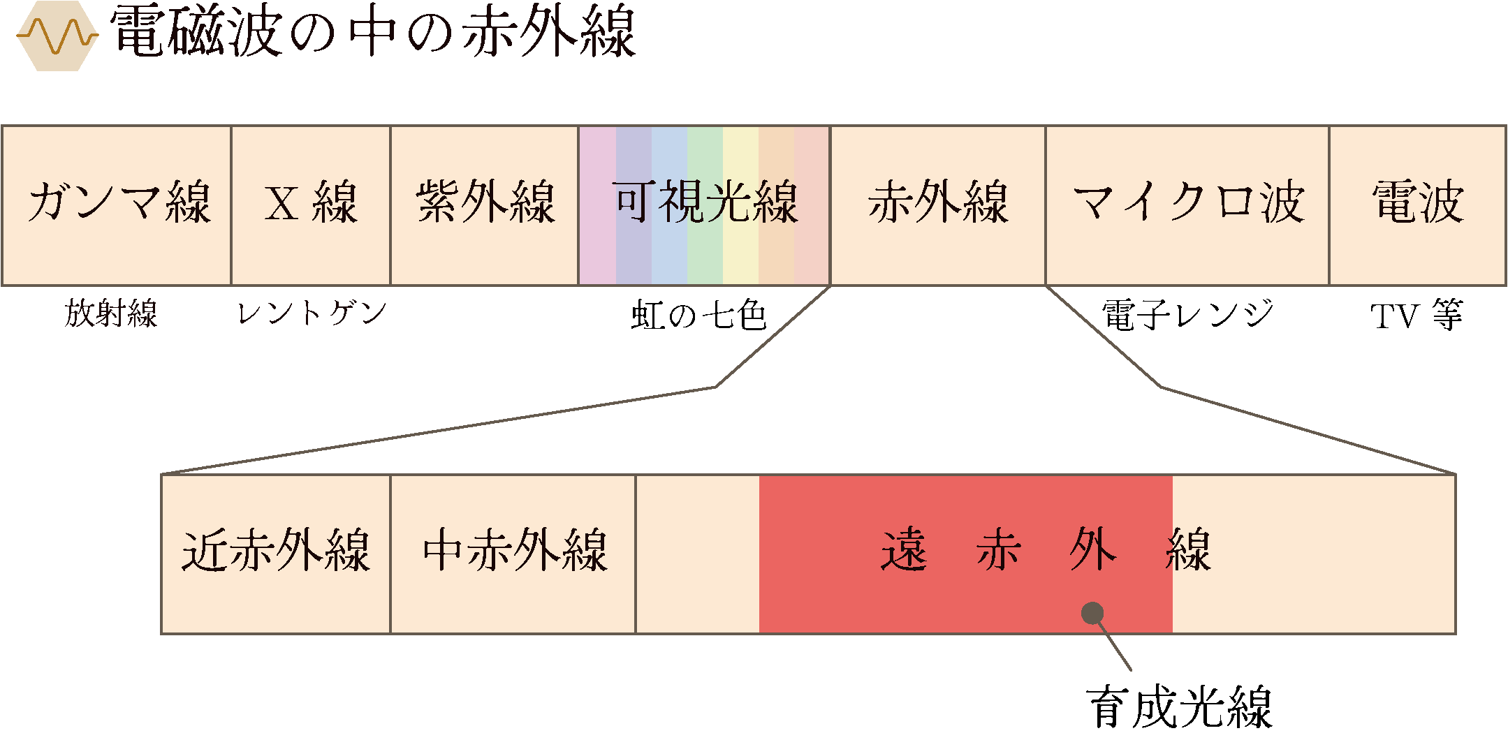 電磁波の中の赤外線の位置と、遠赤外線(育成光線)を示す図